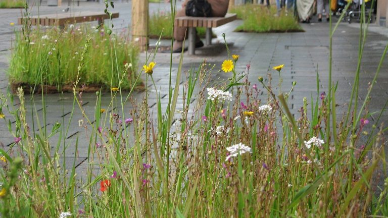 Ergebnisse des Modellprojekts zur ökologischen Pflege des Straßenbegleitgrüns